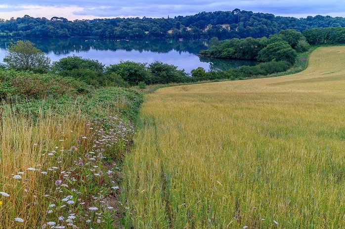 Sandy Acre meadow